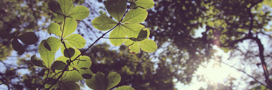 CSUSMSustain's profile banner image