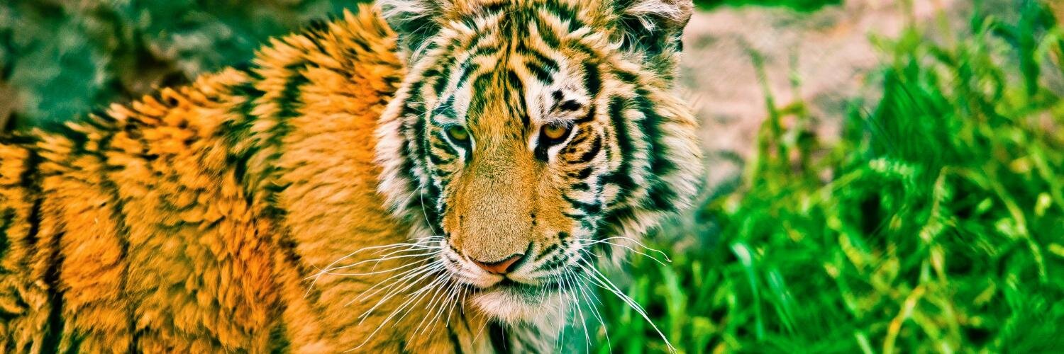 Jungle Cat World banner