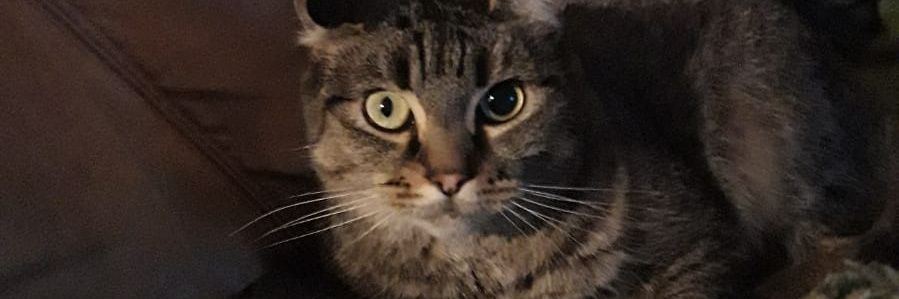 AEntz15's profile banner image