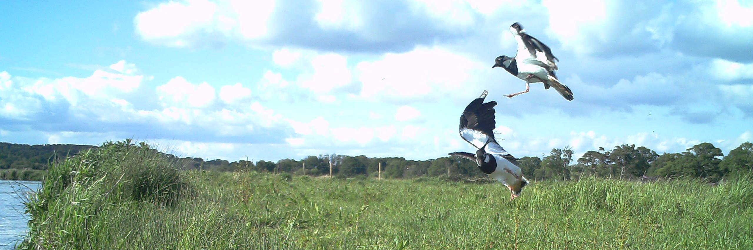 Waders For Real banner