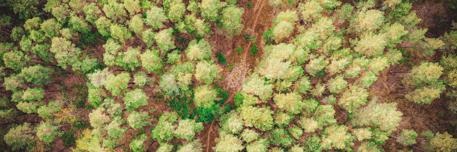 Davis Plotnieks banner