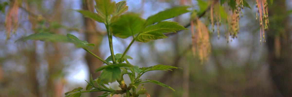 Danielle Griscti banner