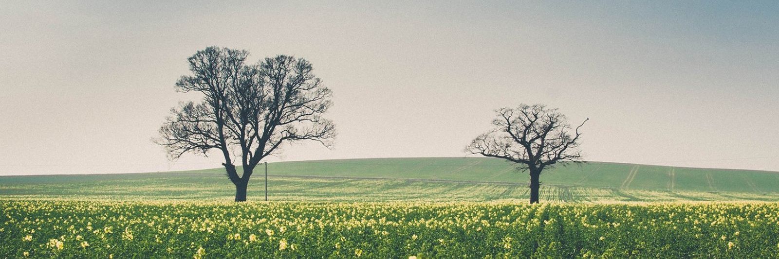 zhihoooo's profile banner image