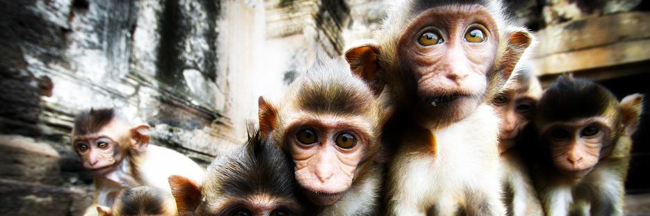Monkey Memes (@MonkeyMemes) / Posts / X