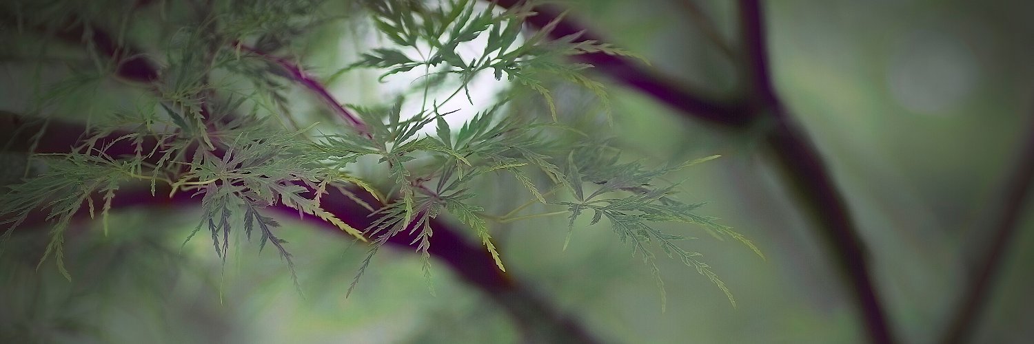 paaleiko's profile banner image