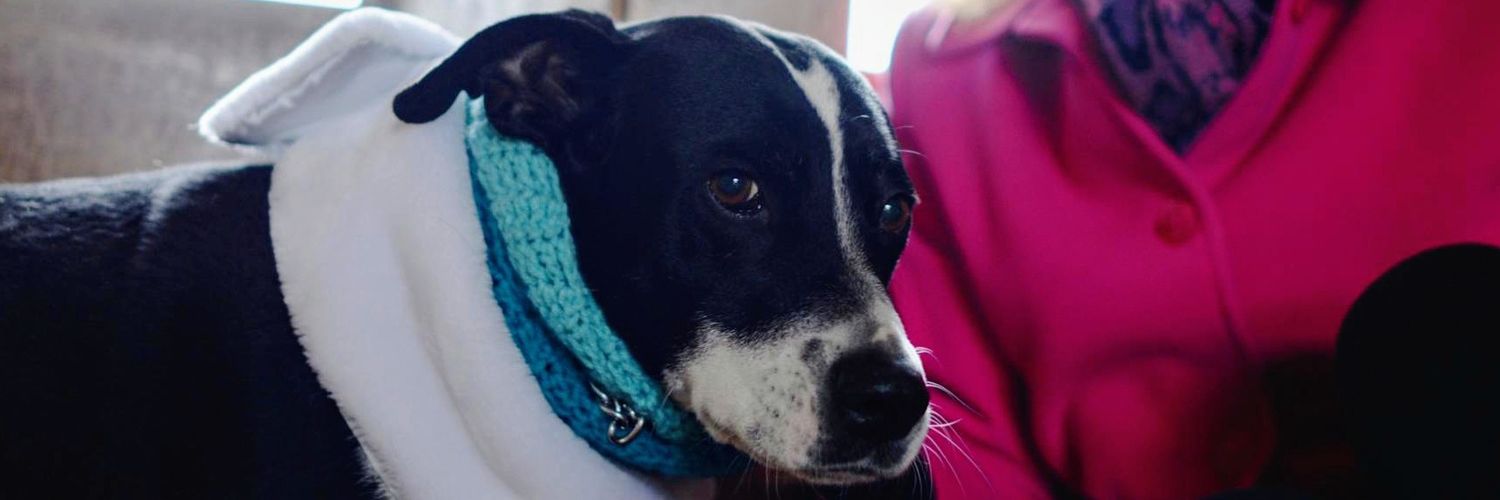 Mslovesbruiser's profile banner image