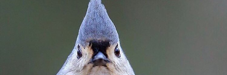 baeolophus's profile banner image