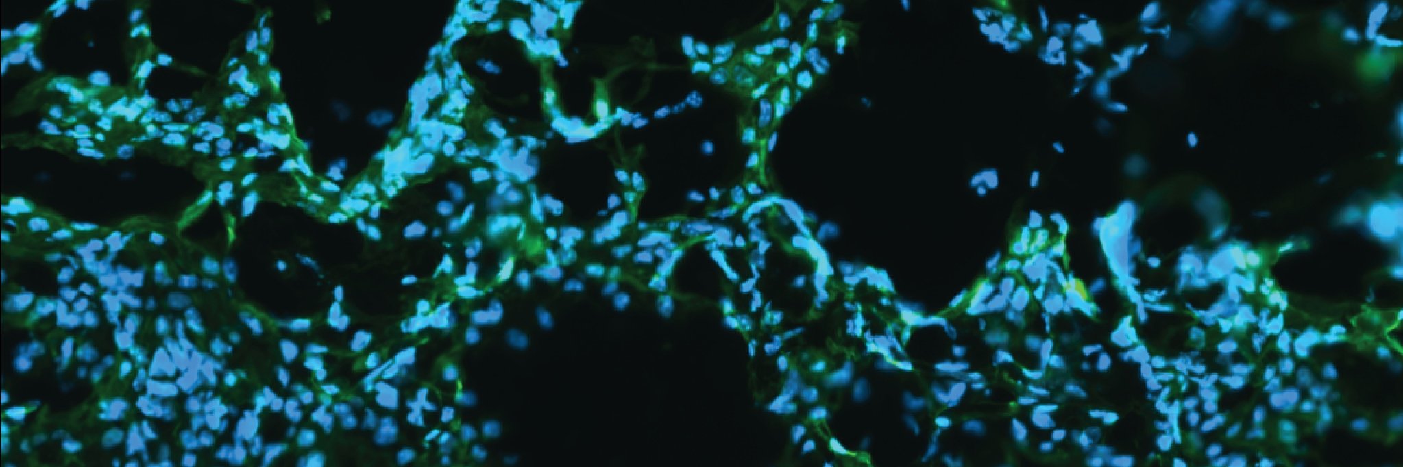 gracegbushnell's profile banner image