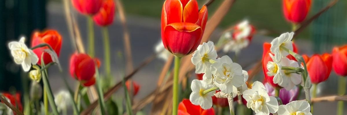 Lidiya Joseph banner