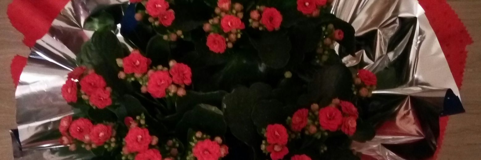 stelastanescu30's profile banner image