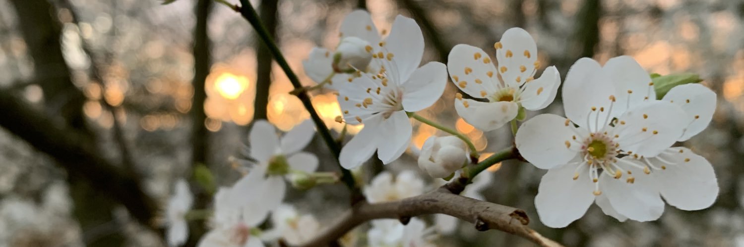 lilbumblebea's profile banner image
