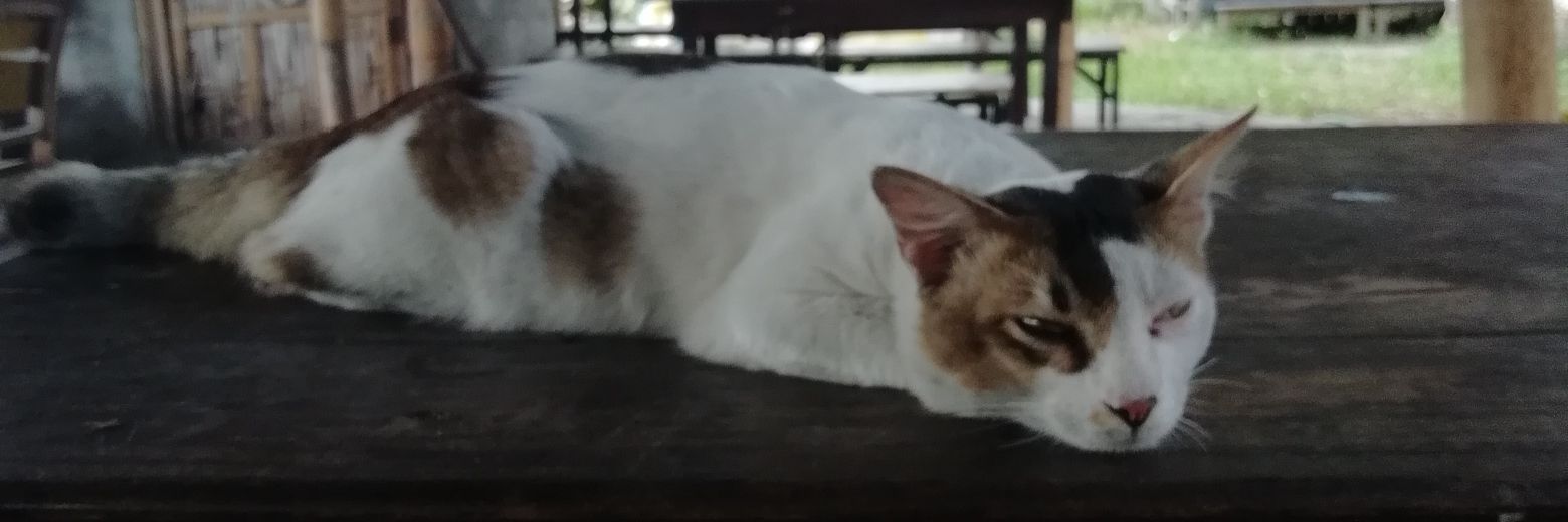 faylasuff's profile banner image