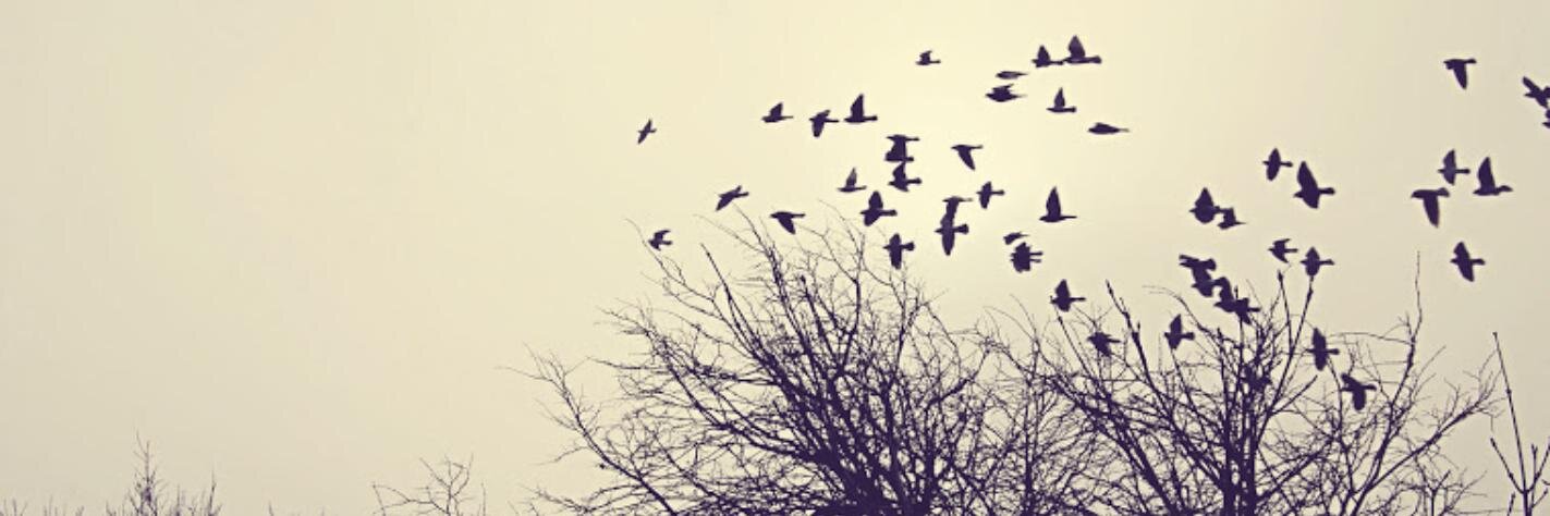 mimi_resende's profile banner image