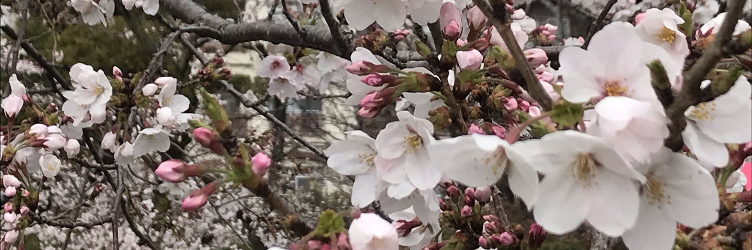 DogLaughing's profile banner image
