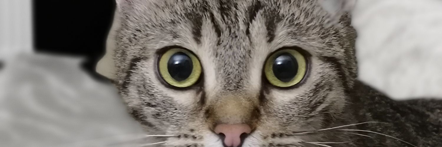 gkhnkbs's profile banner image