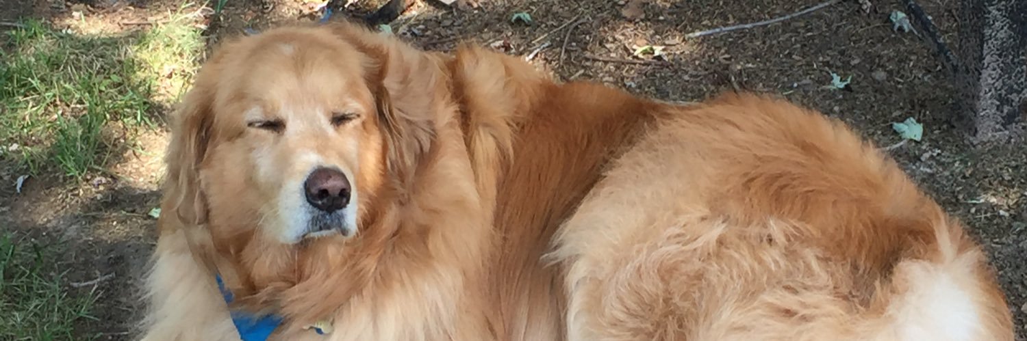 BetsyKnott's profile banner image