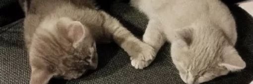 Kim, banner
