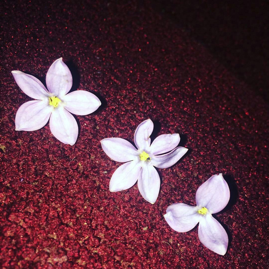 mikiflower56's profile banner image