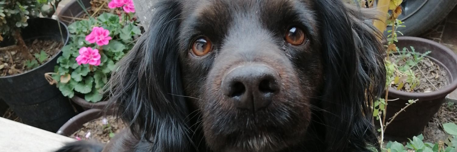 PioneraDeli's profile banner image