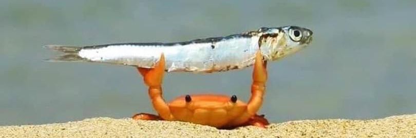 Eduardo Román banner