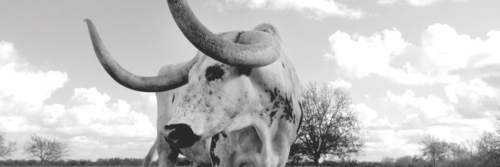 Western_HealthC's profile banner image