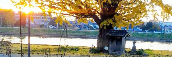 TigrLing Profile Banner