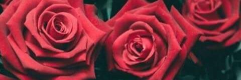 Anna_Arcoiris's profile banner image