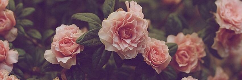 lovelikestef's profile banner image