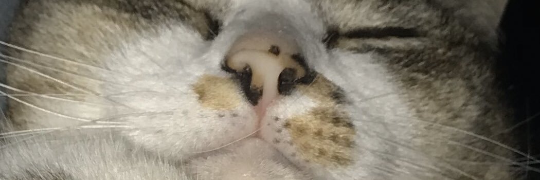 torresisa's profile banner image