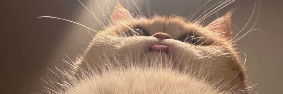 carinuh's profile banner image