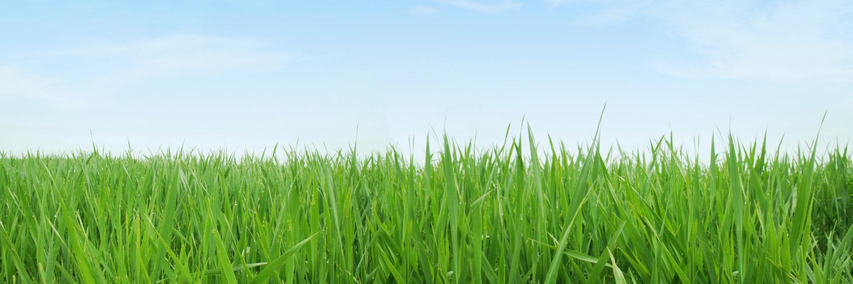 TheEdibleInsect's profile banner image