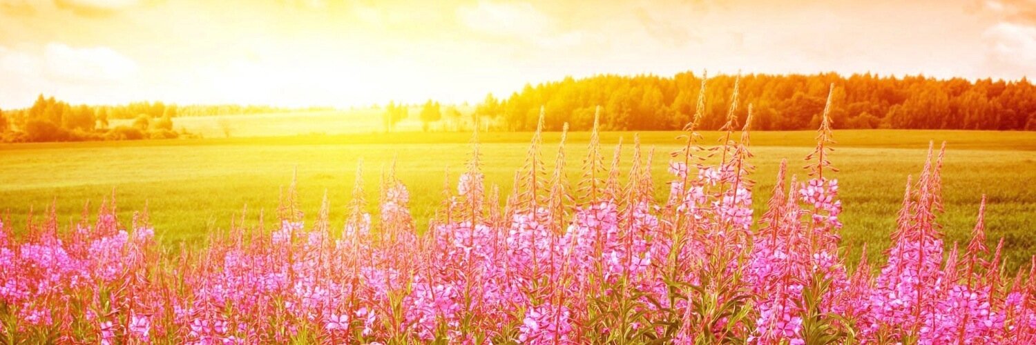 ssanlioglu's profile banner image
