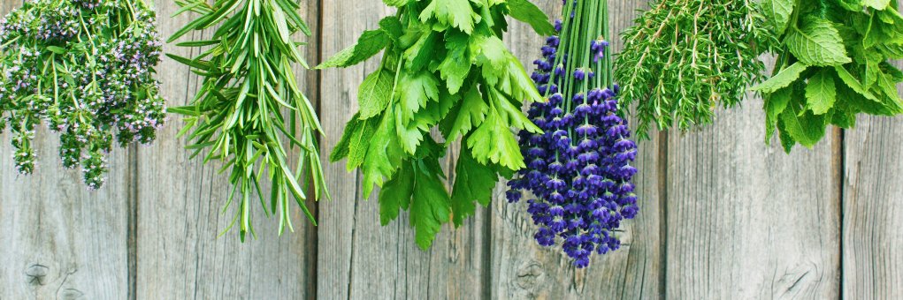 Fresh Bellies banner