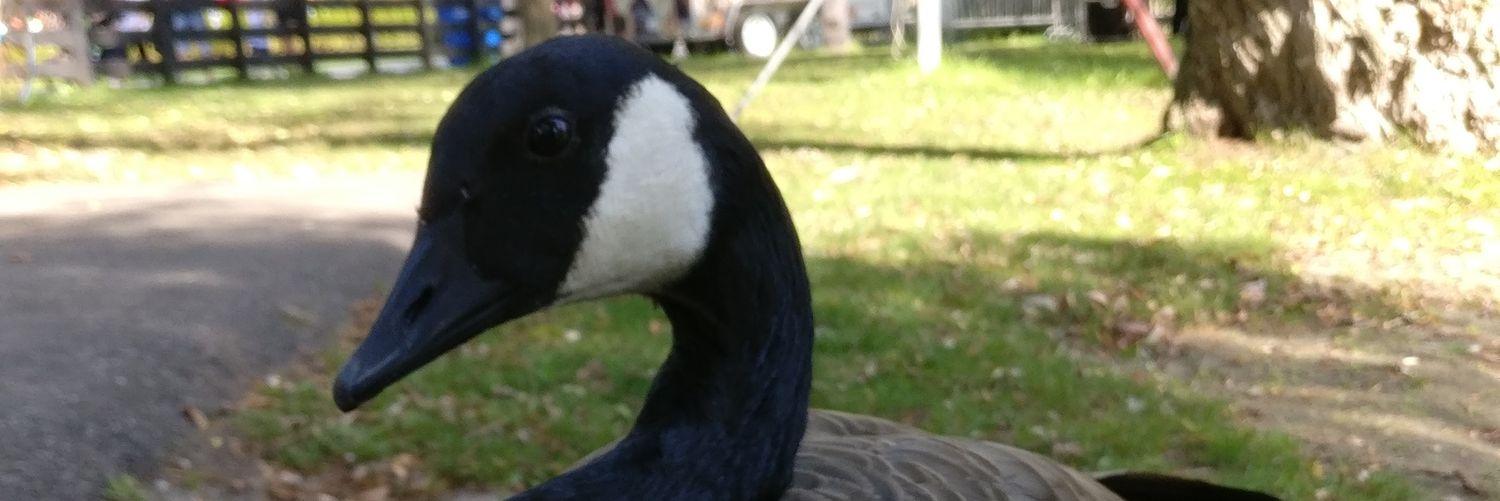 Herb (same username on the pachyderm) banner