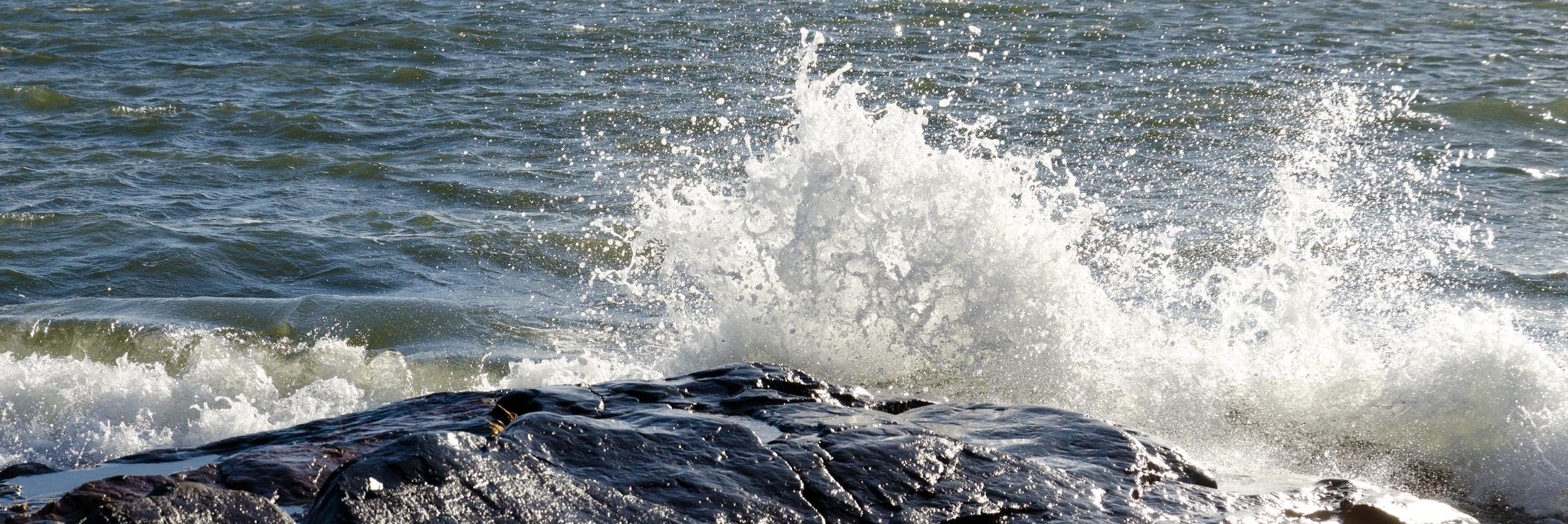 копротошка banner