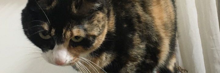 psycat1's profile banner image