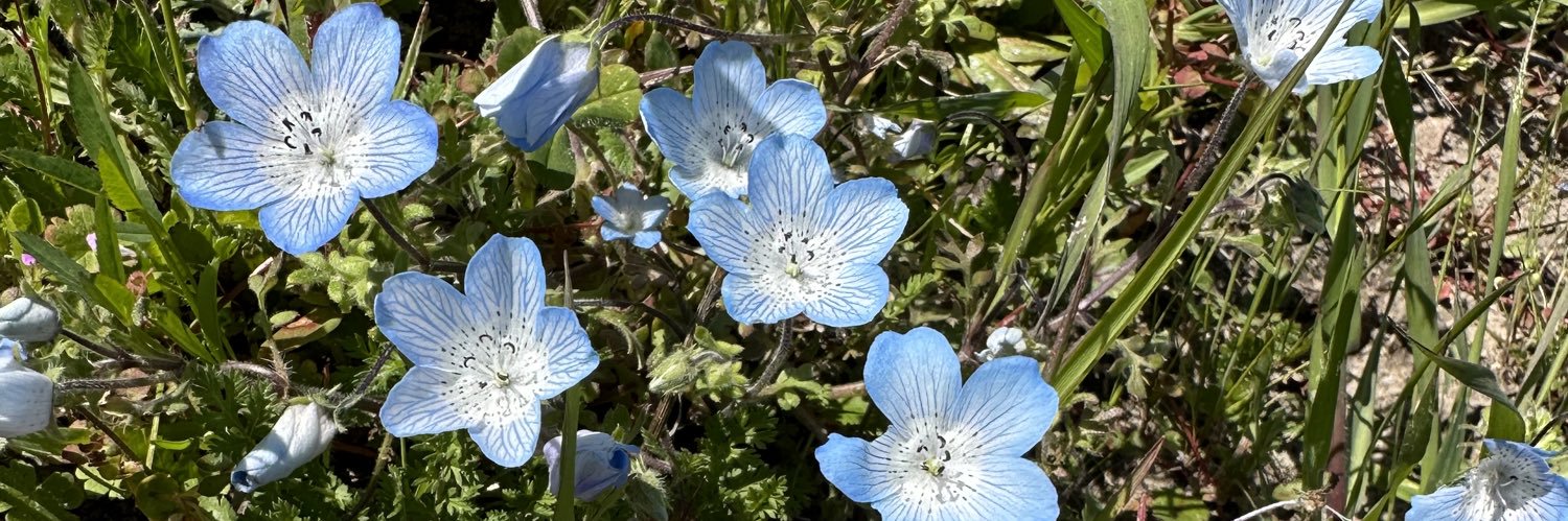Amy Offerdahl banner