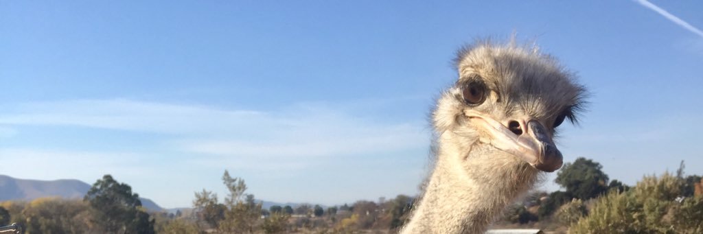 OhYeaAngelo's profile banner image