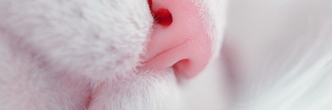 leighfox69's profile banner image