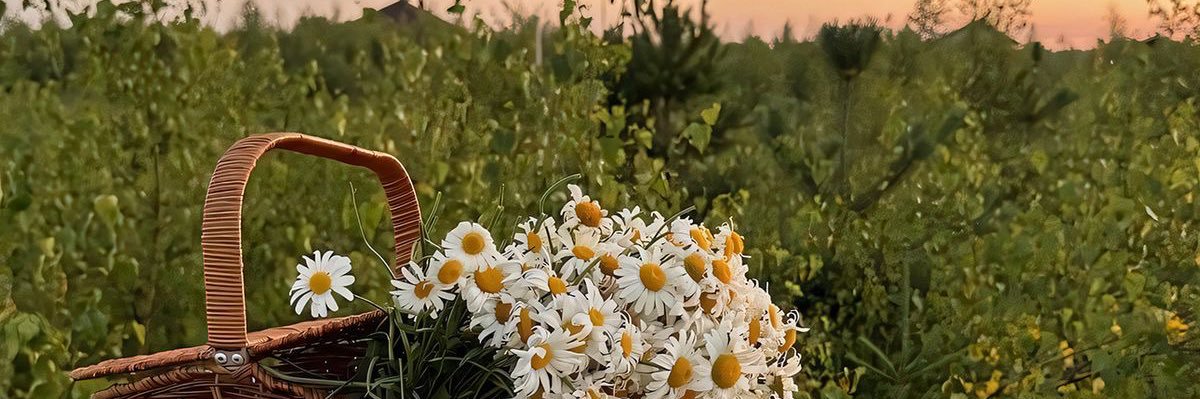 da_darrrr's profile banner image