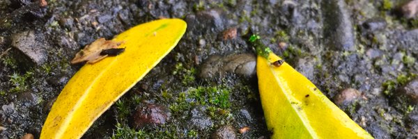 macnzMark Profile Banner