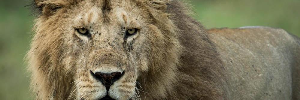 Its_NGUGI's profile banner image
