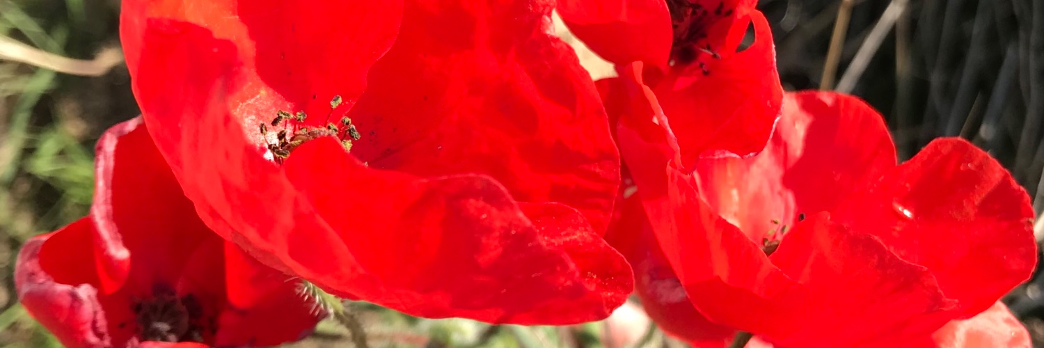 AmafiaFora's profile banner image