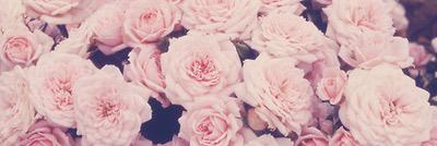 KaitlinShendale's profile banner image