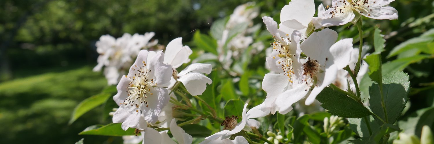 MacoskeyCenter's profile banner image