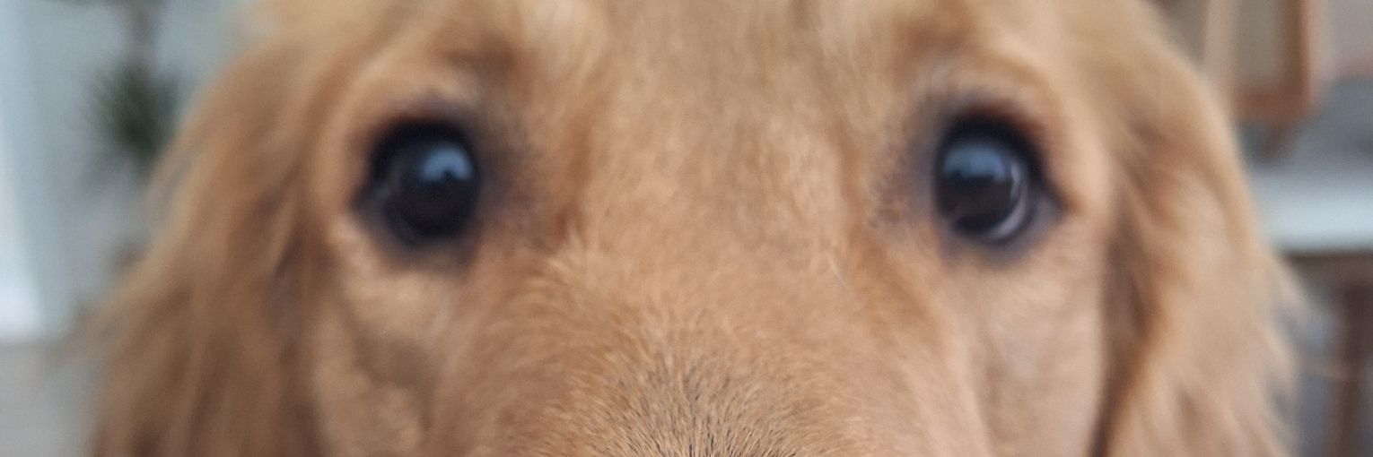 Rojindr's profile banner image