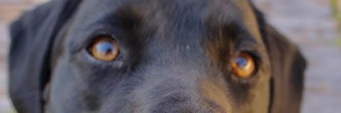 isabelaogoes's profile banner image
