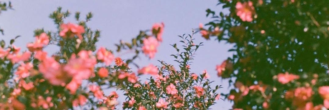 dew35078Y's profile banner image
