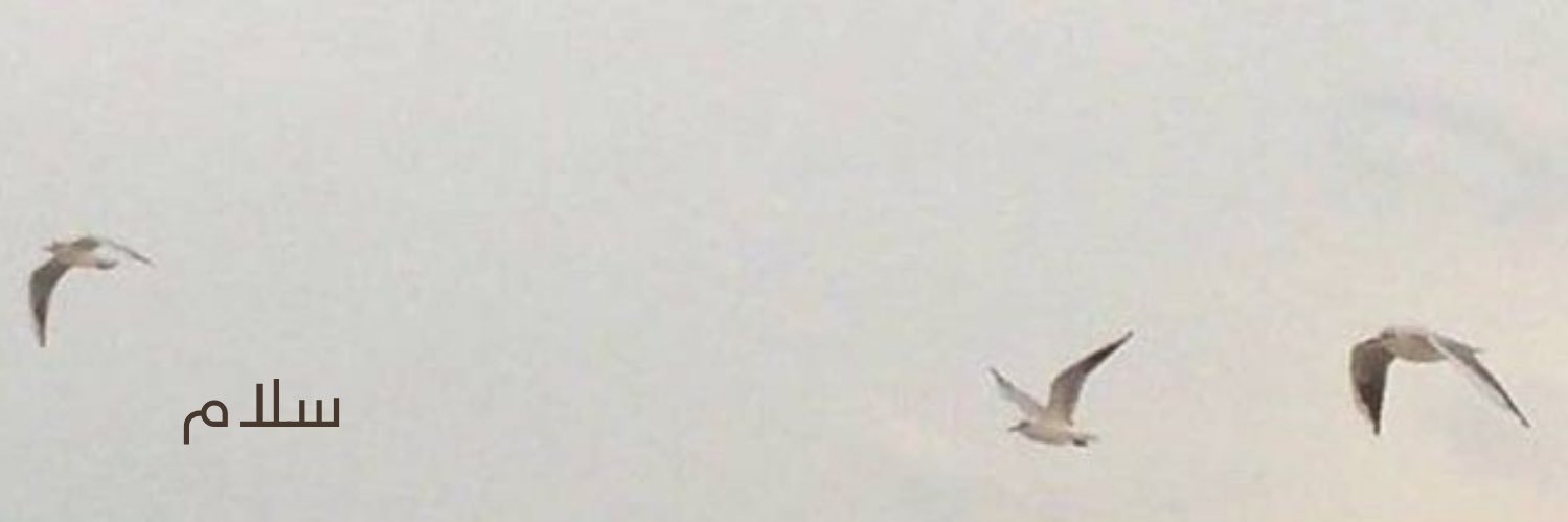 farah_403's profile banner image