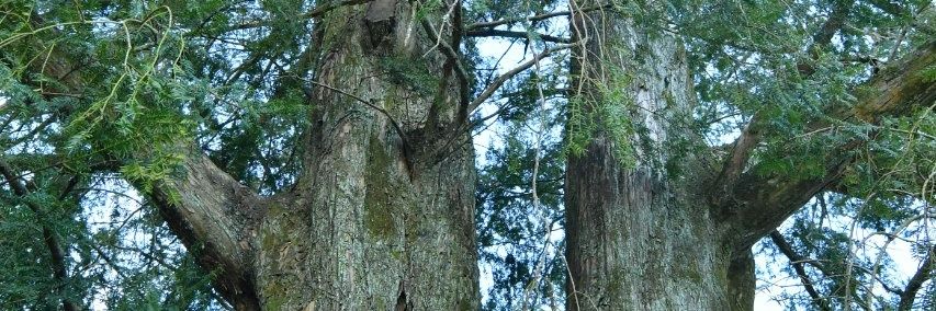 hasi07170923's profile banner image